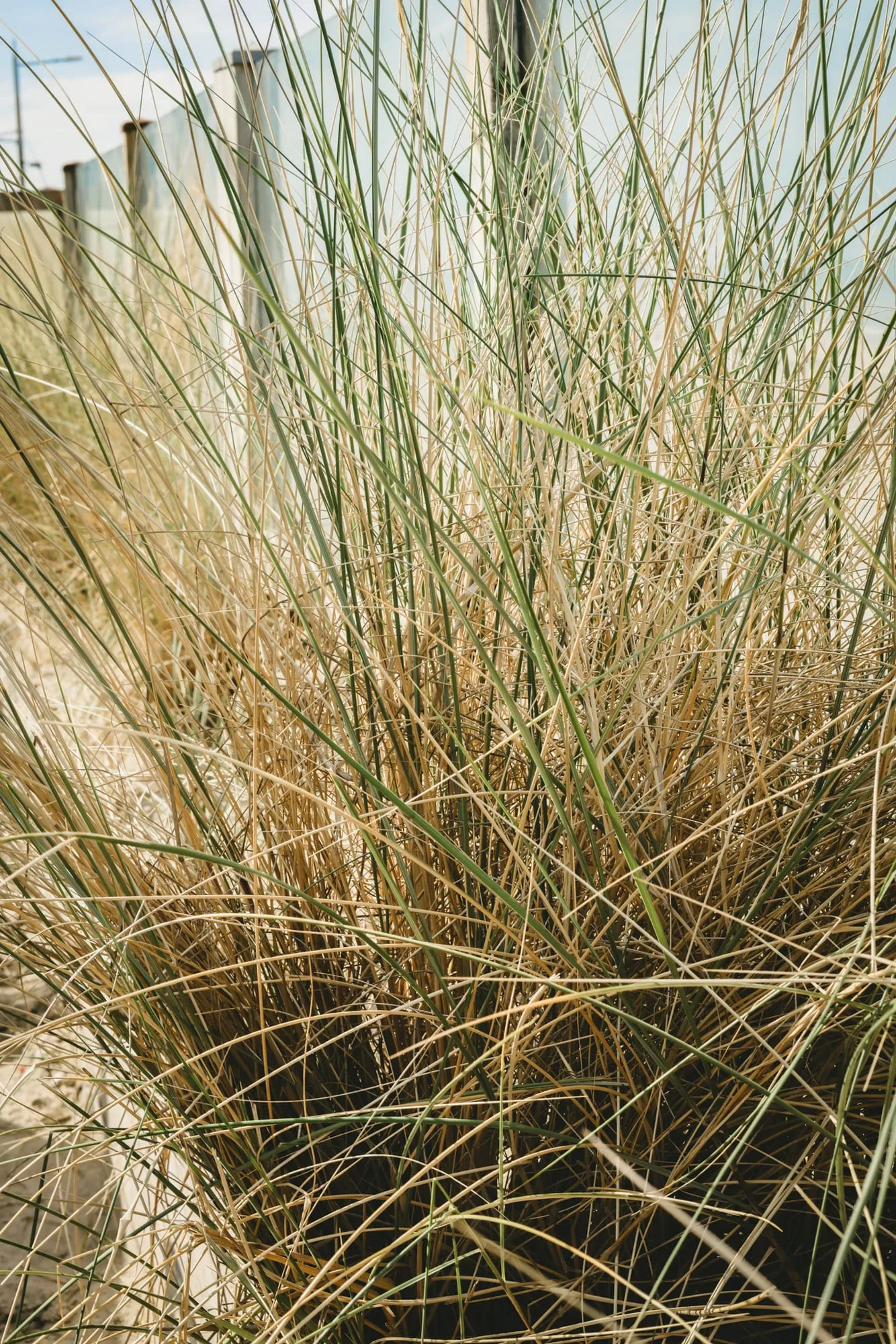 Les oyats de la dune en gros plan, dorés par le soleil.